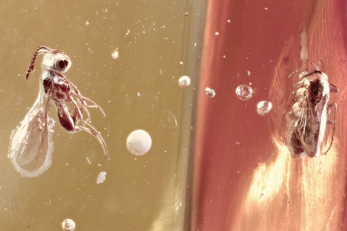 Detailed Fossil Parasitoid Wasp (Idris) in Baltic Amber #372518